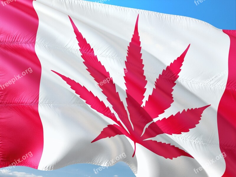 Canada Cannabis Maple Maple Leaf Drugs