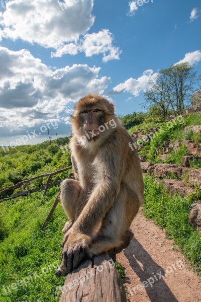 Berber Monkeys Zoo Erfurt Thuringia Germany Mammal