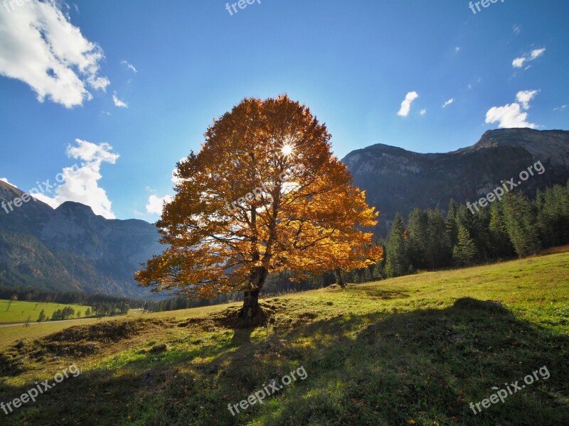 Nature Landscape Autumn Maple Tree Coloring