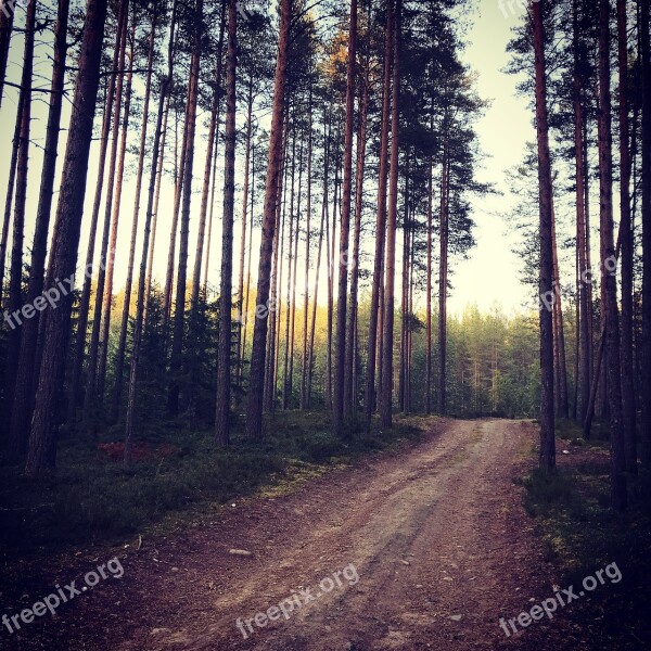 Forest Nature Road Karelia Free Photos