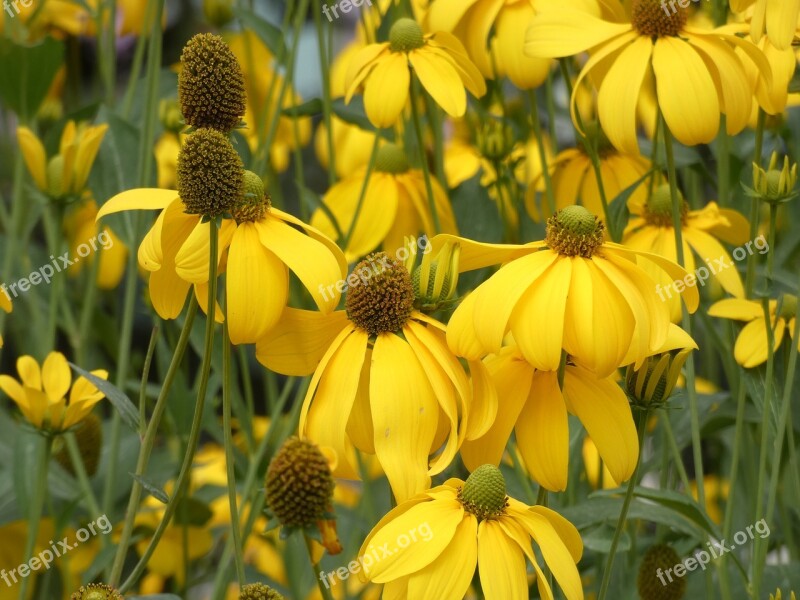 Rudbeckia Asteraceae Fauna Composite Fall