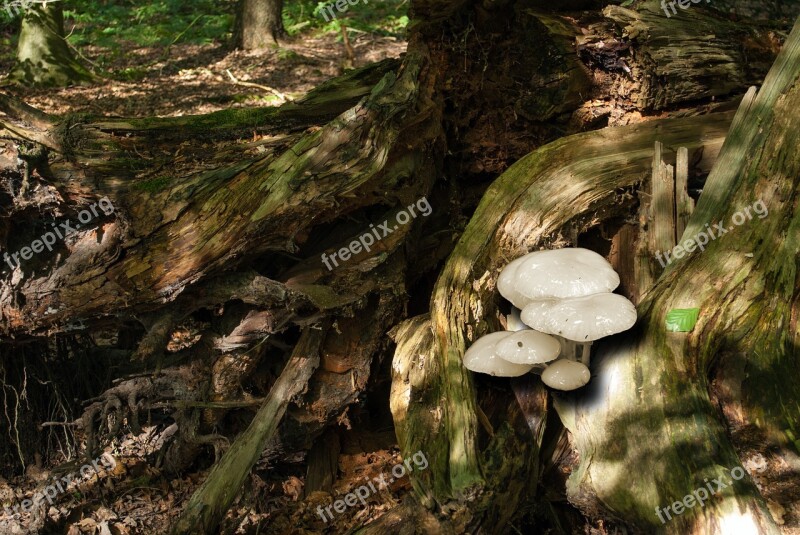 Porcelain Fungus Tree Stump Nature Mushrooms Forest