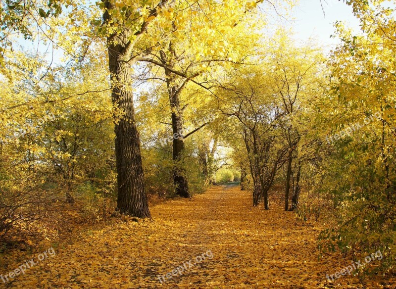 Autumn Yellow Path The Trail Foliage