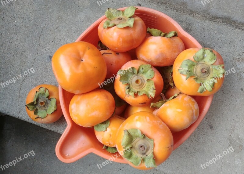 Persimmon Fruit Harvest In Autumn Sejong City