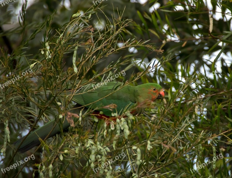 King Parrot Alisterus Scapularis Young Bird Male