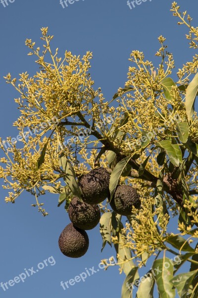 Hass Avocado Blossom Flowers Avocados Fruit