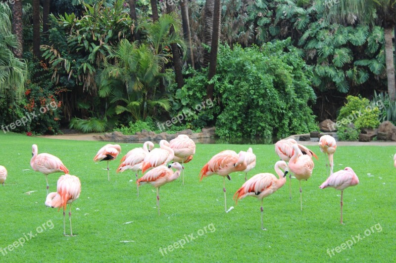 Pink Flamingo Animal Pink Bird Nature