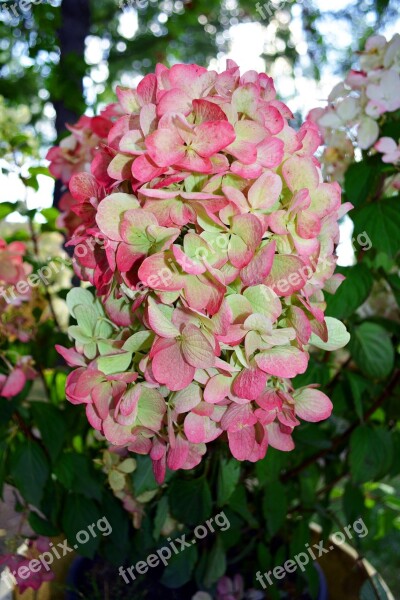 Hydrangea Hydrangea Special Plant Flowers Nature