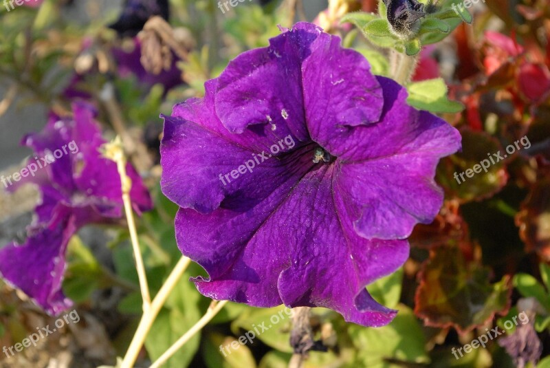 Flowers Petunias Garden Purple Colorful