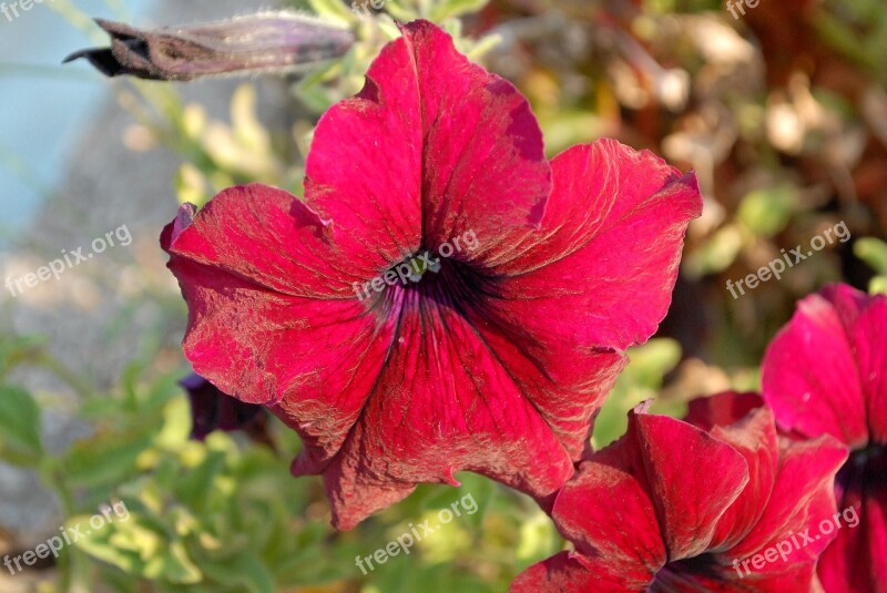 Flowers Petunias Garden Free Photos