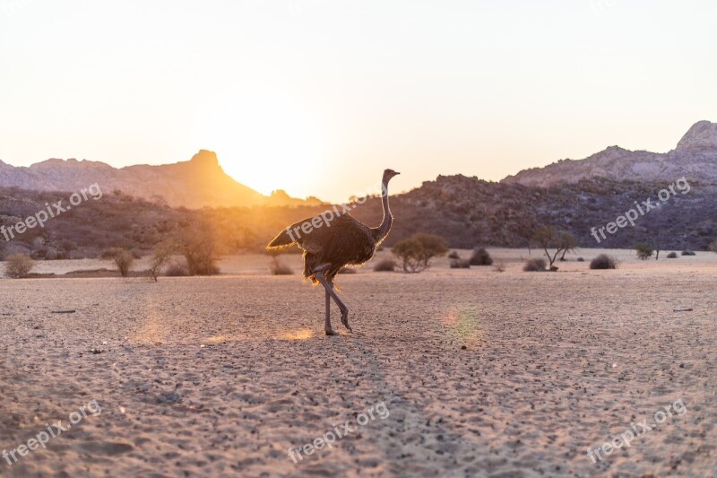 Strauss Bird Bouquet Sunset Ostrich Bouquet