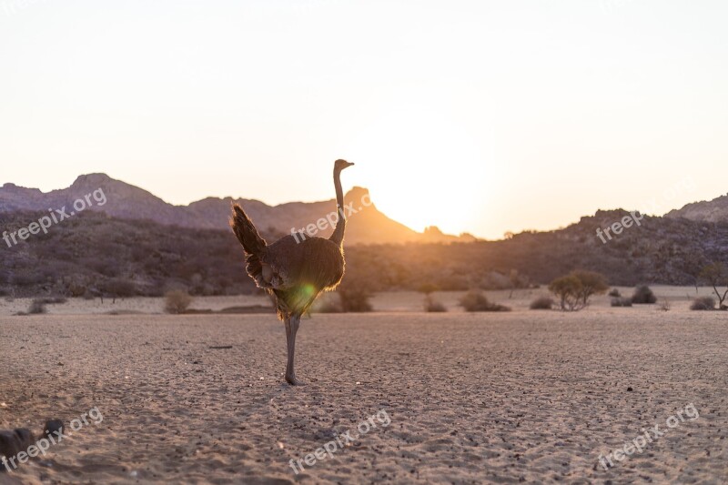 Strauss Bird Bouquet Sunset Ostrich Bouquet