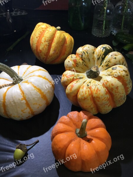 Pumpkins Gourd Autumn Thanksgiving Harvest