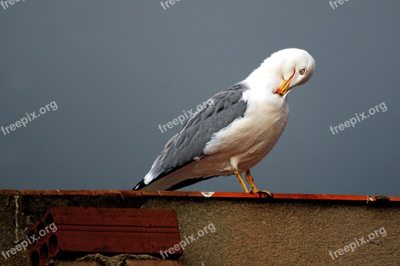 Seagull Ave Plumage Feathers Scratch