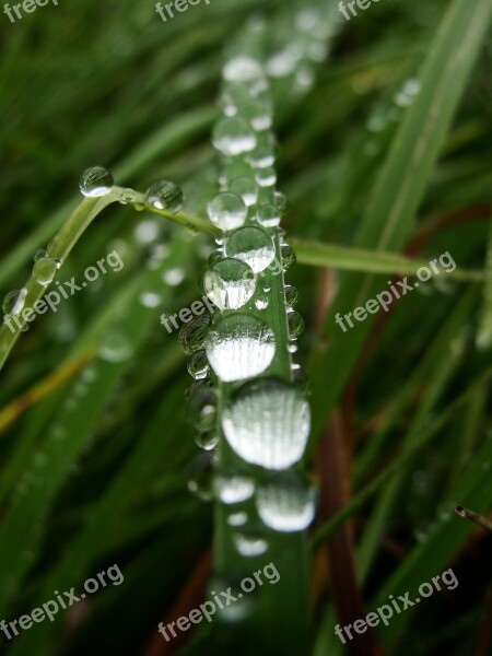 Water Drops Rain Wet Grass Green Free Photos