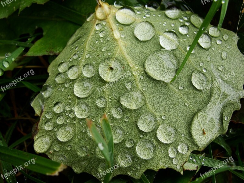 Autumn Rain Wet Water Drops Free Photos