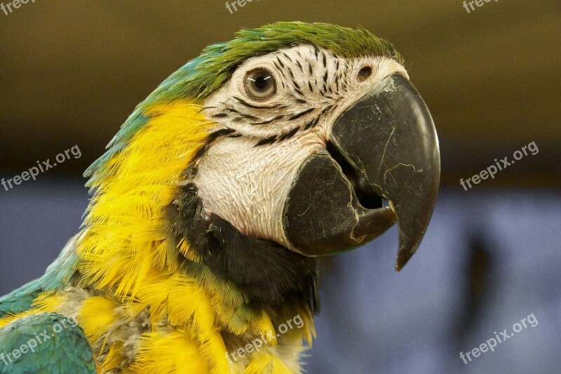 Parrot Bird Colored The Tropical Dappled