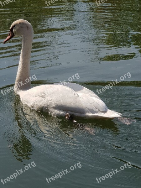 Swan Animal Children Water Water Bird Plumage