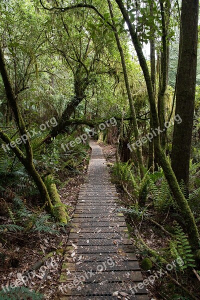 Rainforest Ferns Forest Nature Path