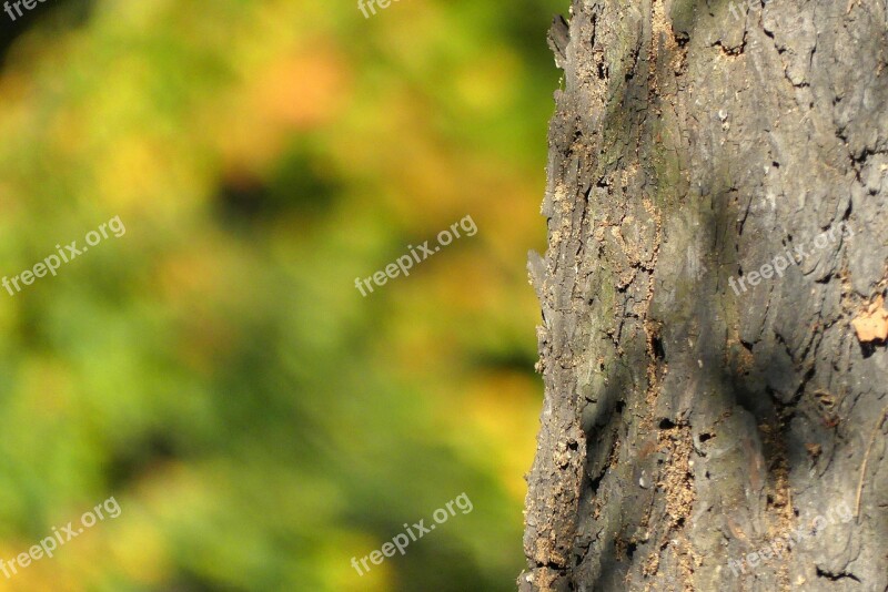 Tree Trunk The Bark Autumn Nature