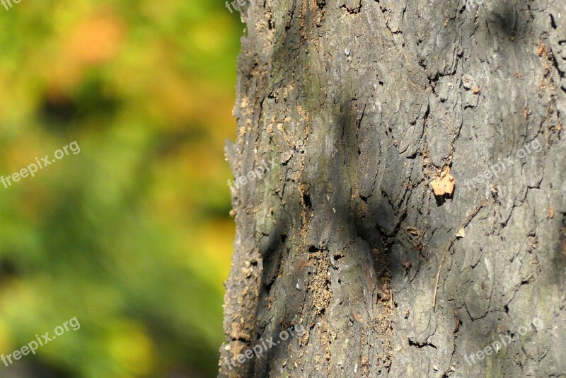 Tree Trunk The Bark Autumn Nature