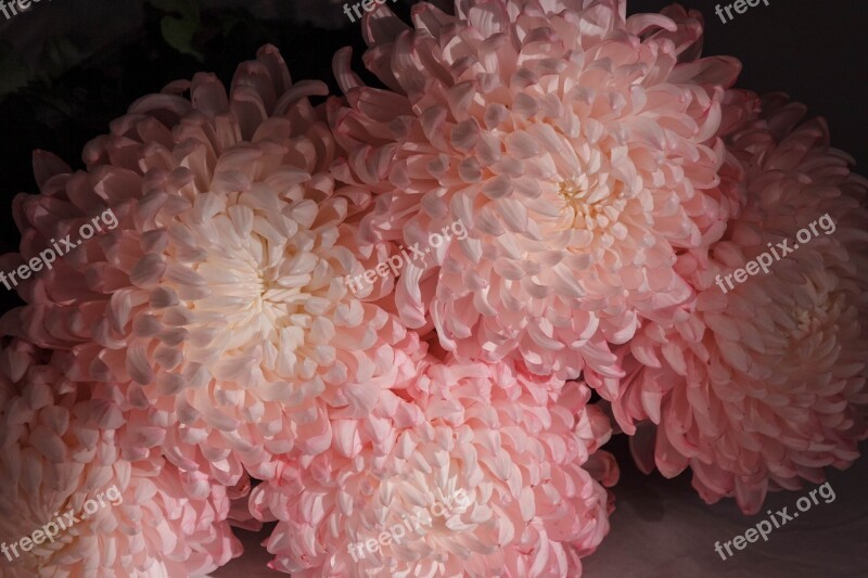 Flowers Peonies Pink Peony Bouquet