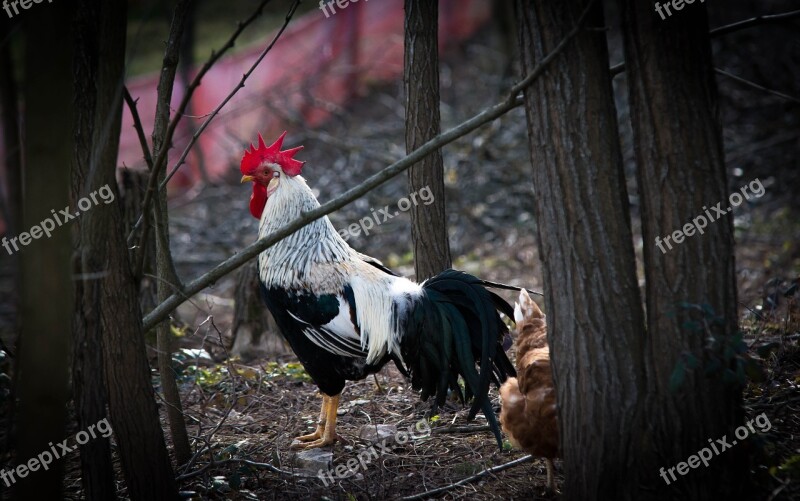 Hen Chickens Poultry Farm Agriculture