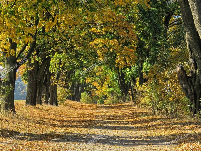 Autumn Tree Colors Clones Alley