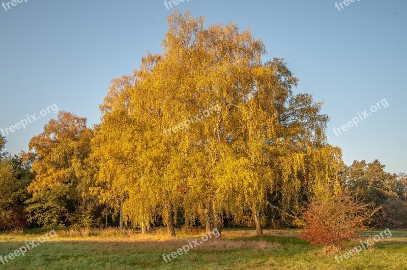 Autumn Birch Deciduous Tree Leaves Golden