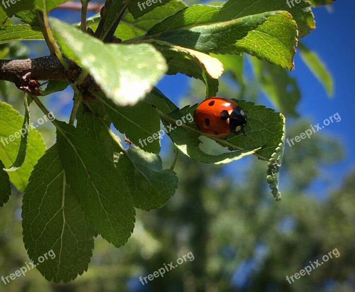 Ladybug Beetle Summer Insect Points