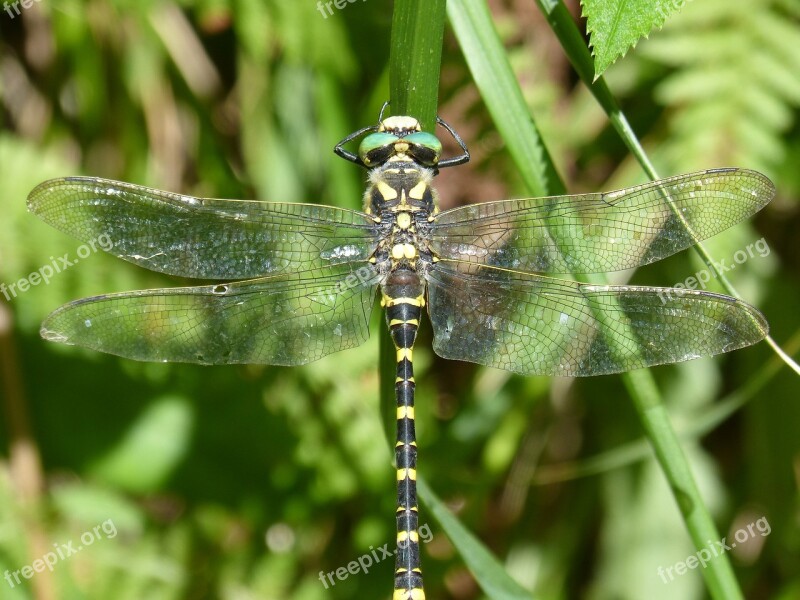 Dragonfly Dragonfly Tiger Cordulegaster Boltonii Odonato Yellow And Black