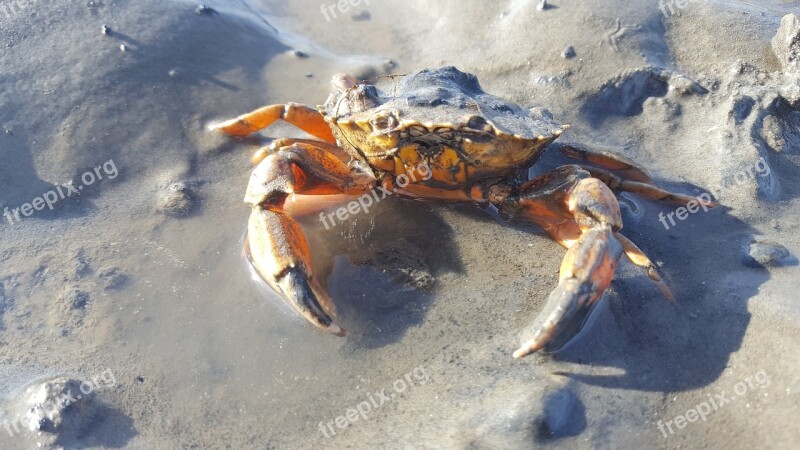 Nature Wadden Sea North Sea Ebb Free Photos