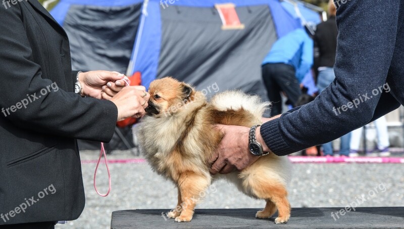 Dog Show Pomeranian Dog Pet Animal