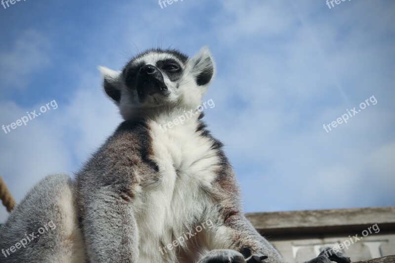 Lemur Sky Monkey Eyes Photoshop