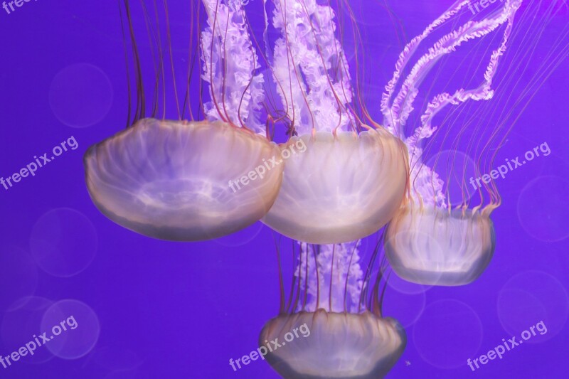 Violet Purple Jellyfish Water Fish