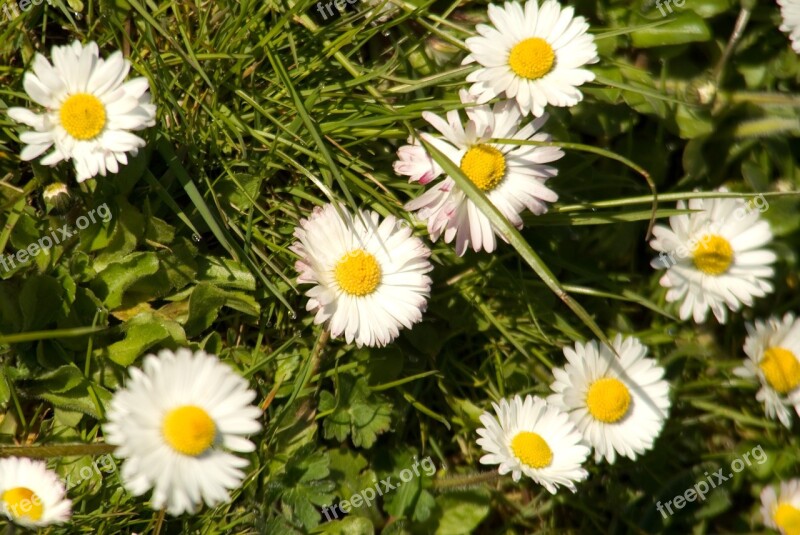 Daisy In The Grass Free Photos