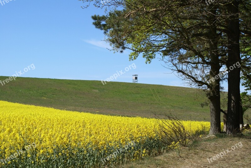 Field Of Rapeseeds In The Landscape Free Photos