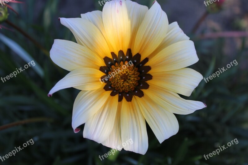 Flower Autumn Nature Garden Close Up