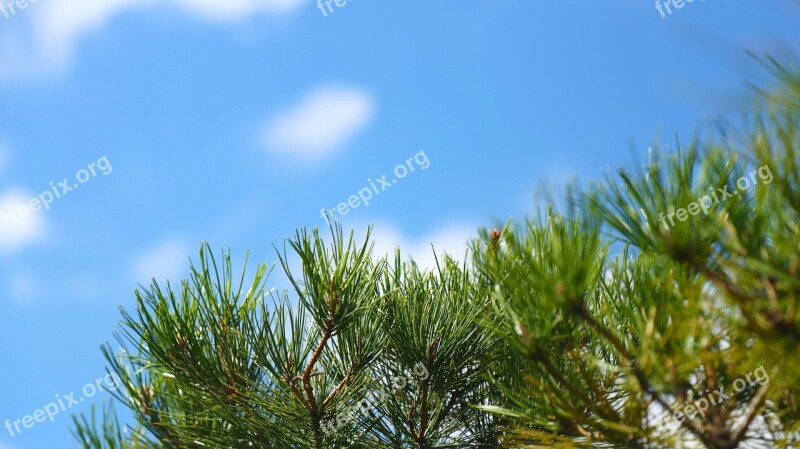 Pine Nature Wood Landscape Green