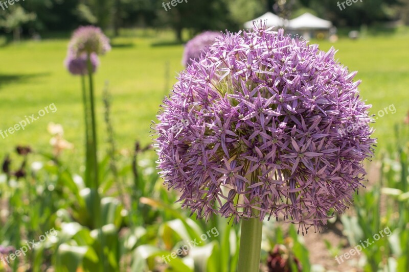 Plant State Garden Show Nature Garden Blossom