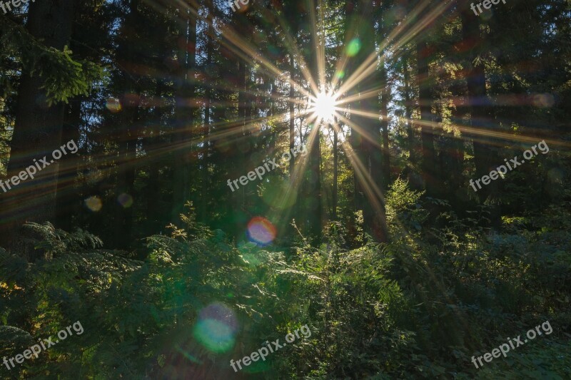 Sonnenstern Sun Forest Nature Autumn