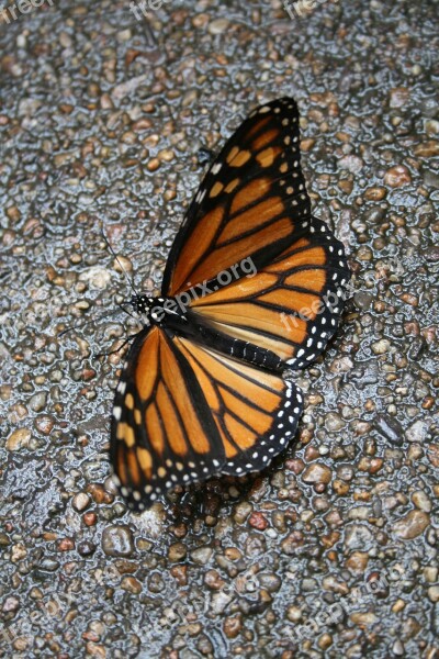 Butterfly Monarch Wings Free Photos