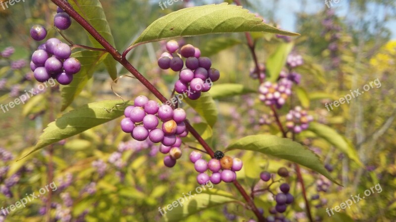 A Little Harpoon Or Anything Purple Fruit Autumn Nature