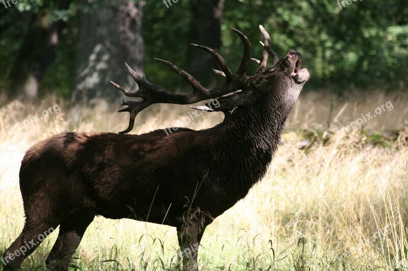 Hjort Red Deer Deer Park Heat Wild