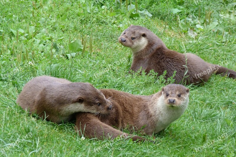 Otters British Wildlife Centre Playful