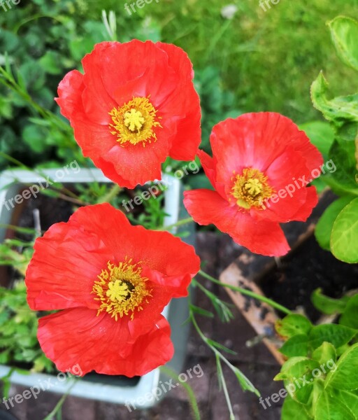 Poppy Poppies Red Flower Garden