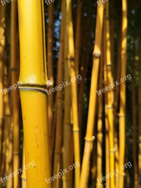 Bamboo Yellow Garden Woody Texture