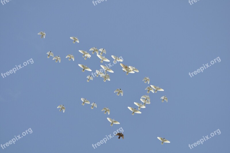 Ptaki Gołebie Niebo Birds Animals