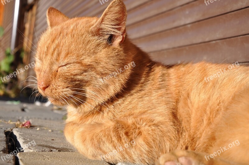 Cat Red-headed Cat Outdoor Cat Cat Is Redhead