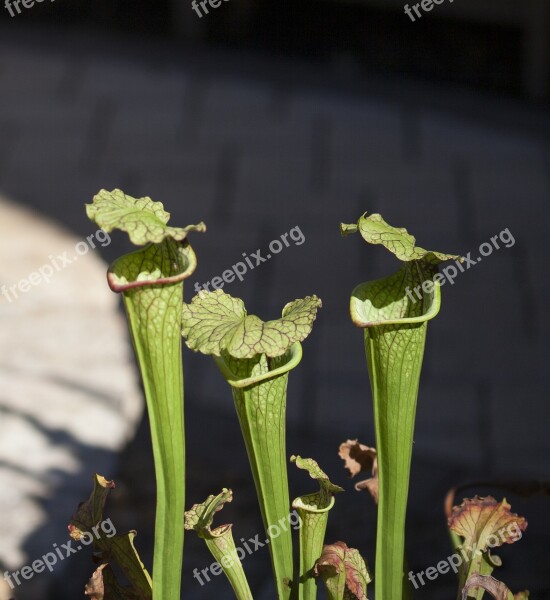 Pitcher Plant Nature Carnivorous Plant Free Photos